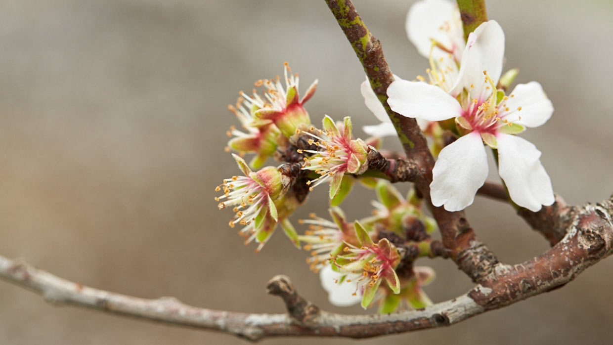 Flower bloom