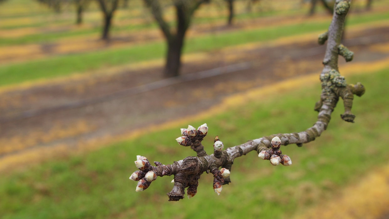 Tree branch