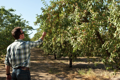 Almonds