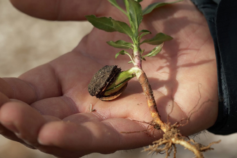 EL CICLO DE VIDA DE LAS ALMENDRAS