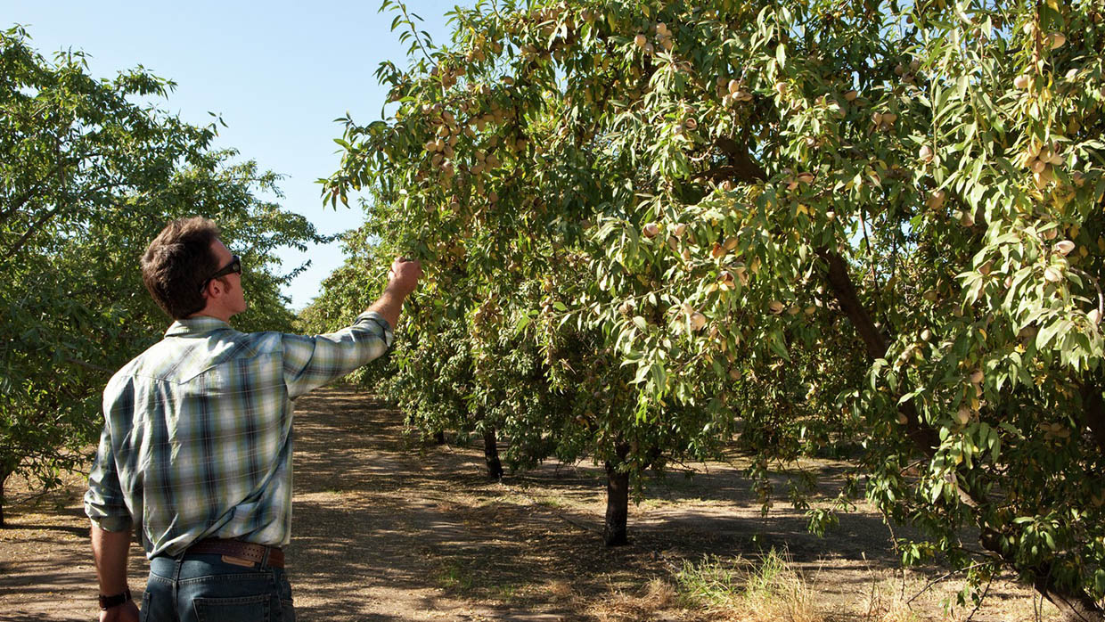 Almonds